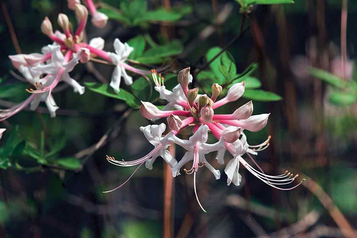 wild azaleas that bloom in early spring.